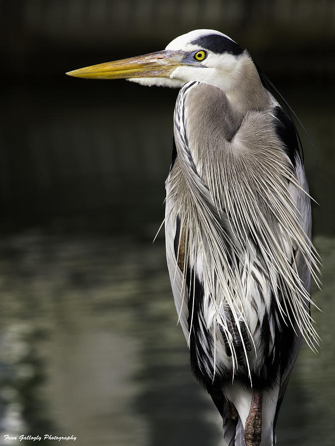 Heron On The Dock Photograph by Fran Gallogly