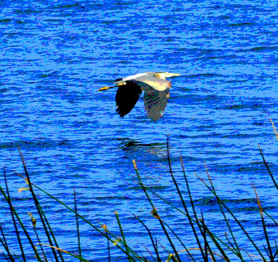Heron on the Horizon Photograph by Joseph Coulombe