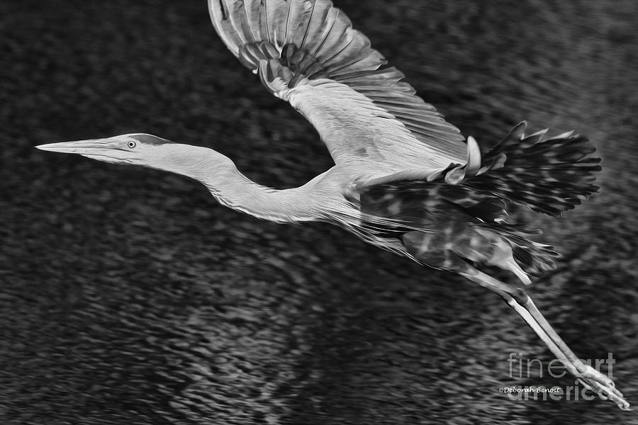 Heron Photograph - Heron On The Move Up Close by Deborah Benoit