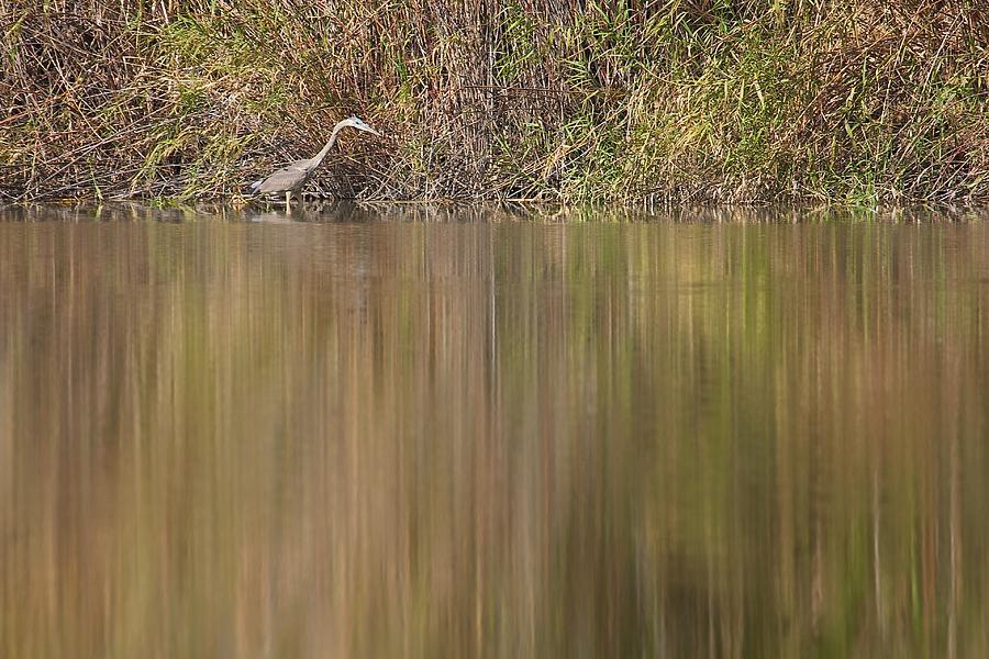 Heron on the Rivers Edge Photograph by Stuart Litoff