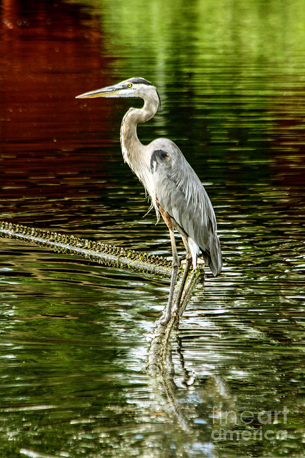 Kc Zoo Photograph - Heron on the Stick by Terri Morris