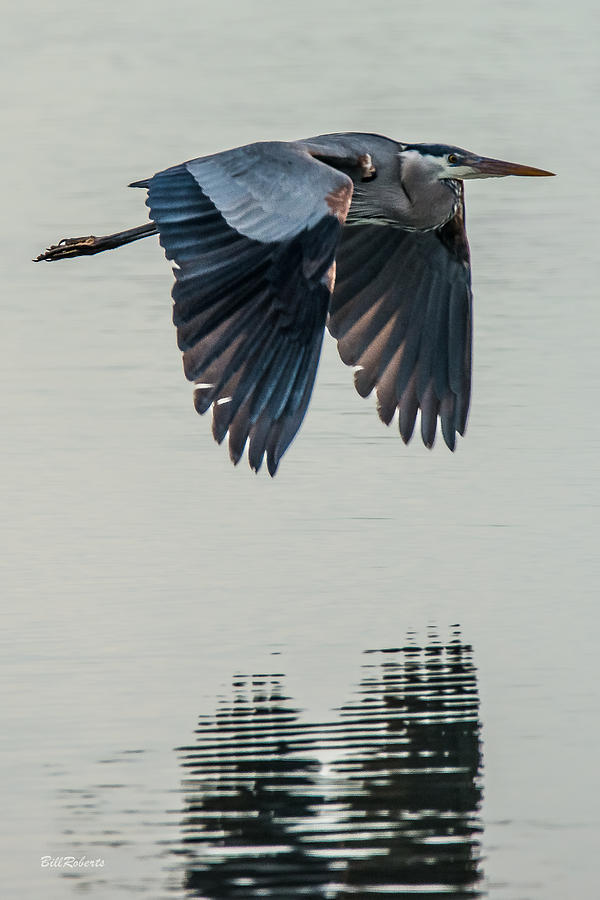 Heron On the Wing Photograph by Bill Roberts