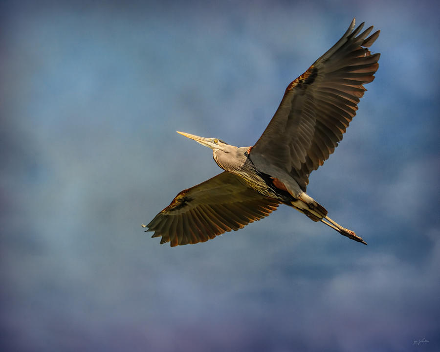 Bird Photograph - Heron Overhead by Jai Johnson