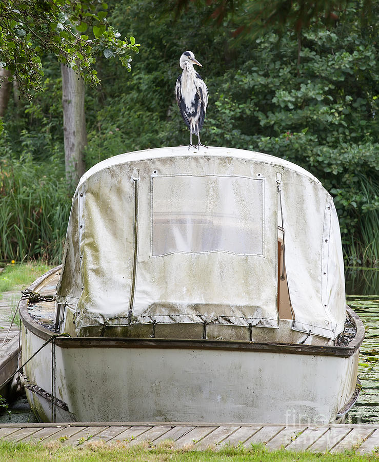 Heron perched on boat Photograph by Simon Bratt
