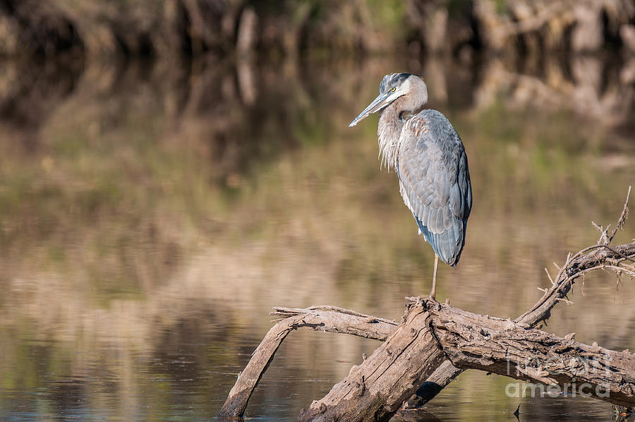 Heron Perched On Log Photograph