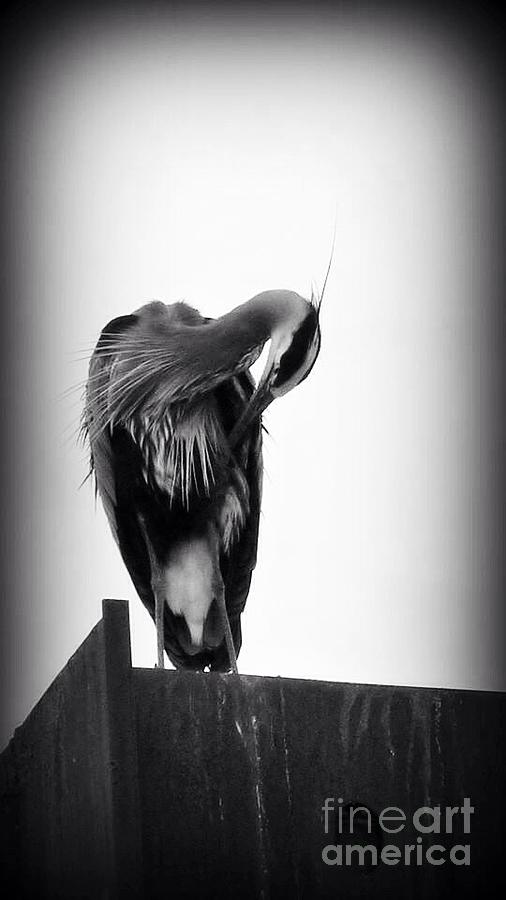 Heron Preen  Photograph by Susan Garren