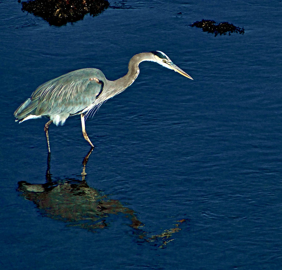 Wildlife Photograph - Heron Reflected by Ellen Berrahmoun