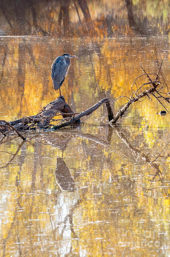 Heron Reflecting Photograph