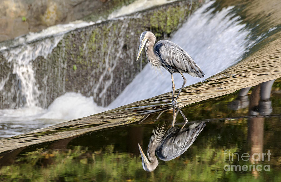 Heron Reflection at Sunset by Ilene Hoffman Heron Reflection at Sunset by Ilene Hoffman