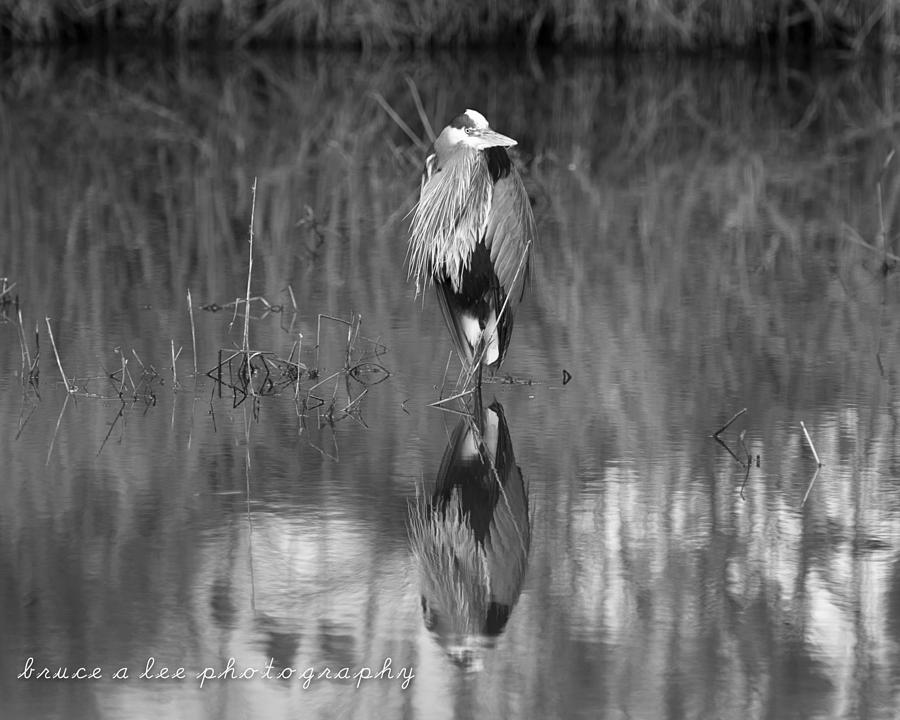 Heron Reflection Photograph by Bruce A Lee - Fine Art America