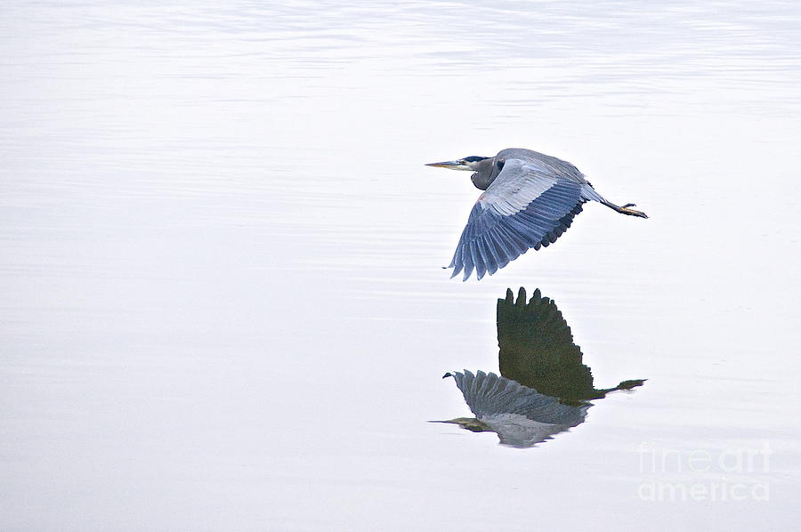 Heron Reflection Photograph by Sean Griffin