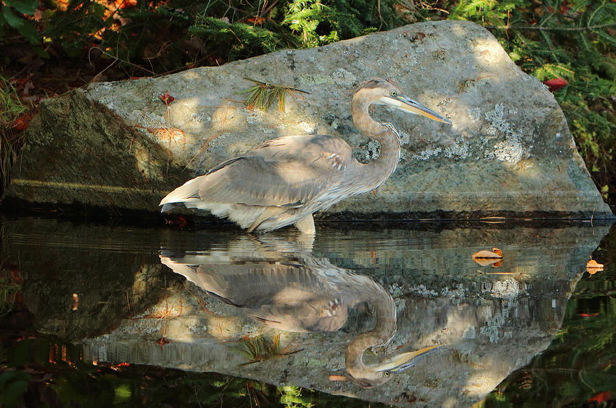 Heron Reflections Photograph by Duane Cross
