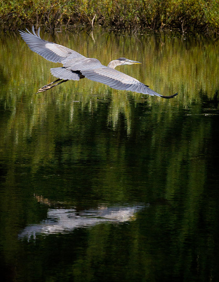 Heron Photograph - Heron Reflections II by Fred Hunt