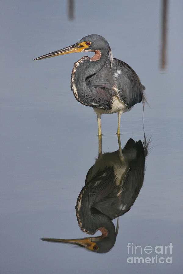 Heron Reflections Photograph by Jayne Carney