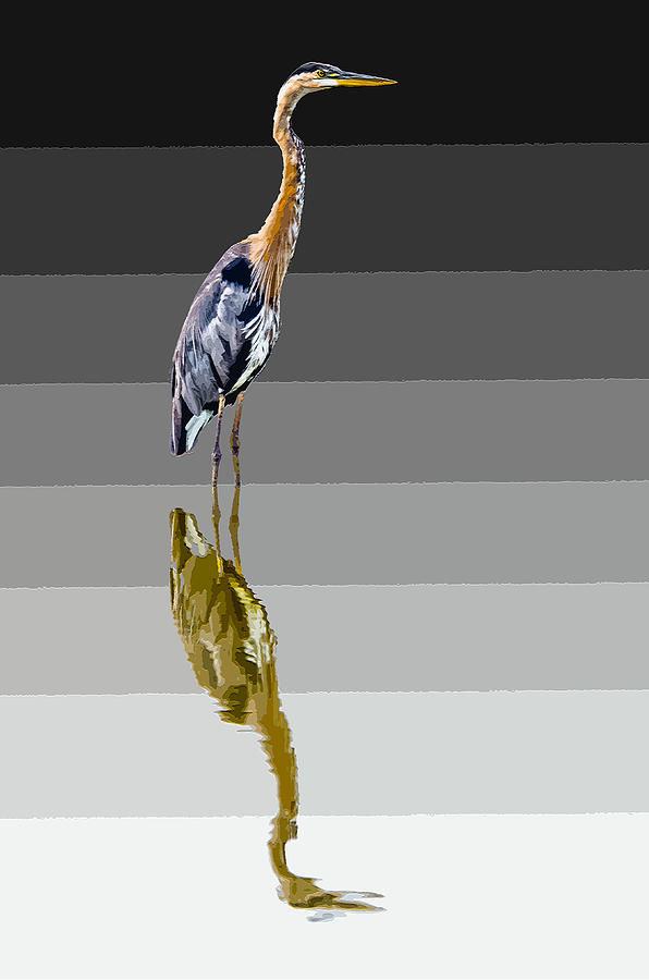 Feather Digital Art - Heron Shades by Brian Stevens