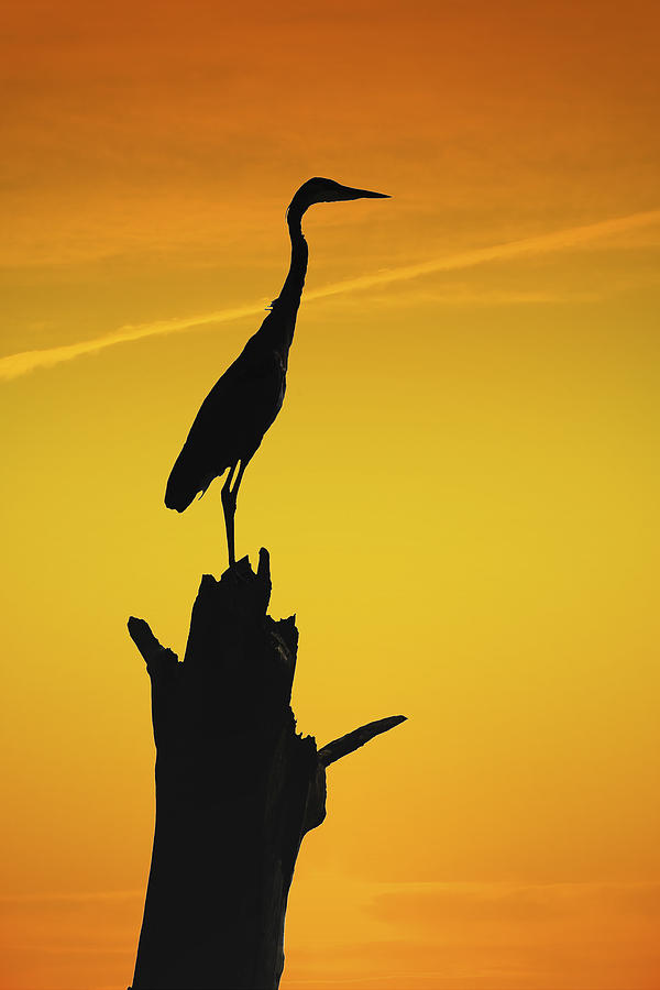 Heron Silhouette Photograph