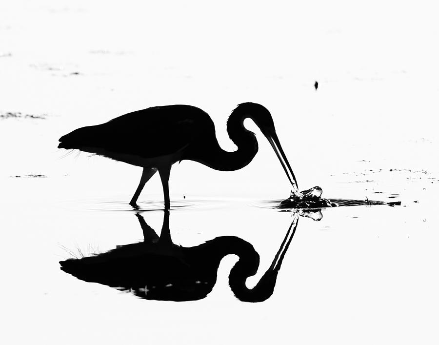 Hunter Photograph - Heron Silhouette by Brian Magnier Hunter Photograph - Heron Silhouette by Brian Magnier