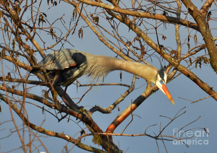 Heron Stretching Its Neck Photograph by Kathy Baccari