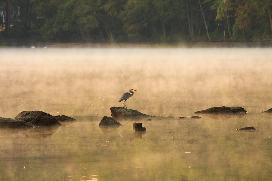 Heron Sunrise Photograph by Bryan Bzdula