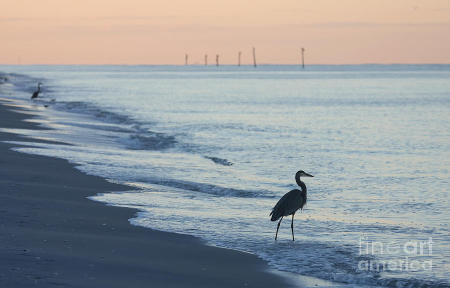 Heron Sunrise Photograph by Jayne Carney