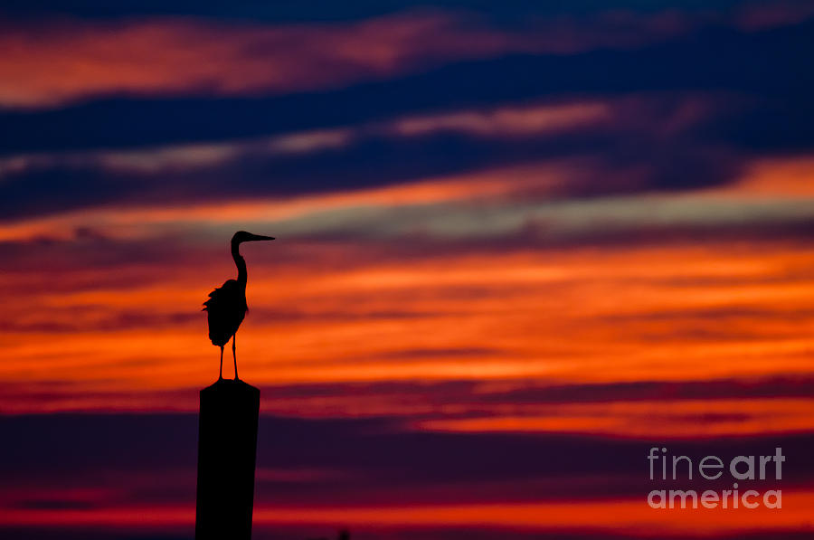Heron Sunset Silhouette Photograph by Richard Mason
