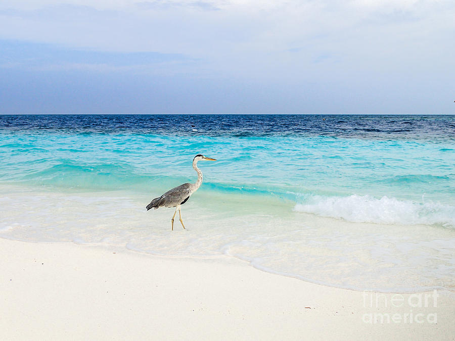 Heron Takes A Walk At The Beach Photograph by Hannes Cmarits