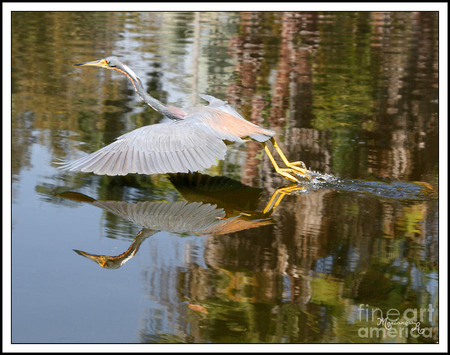 Heron Taking Off Photograph by Mariarosa Rockefeller