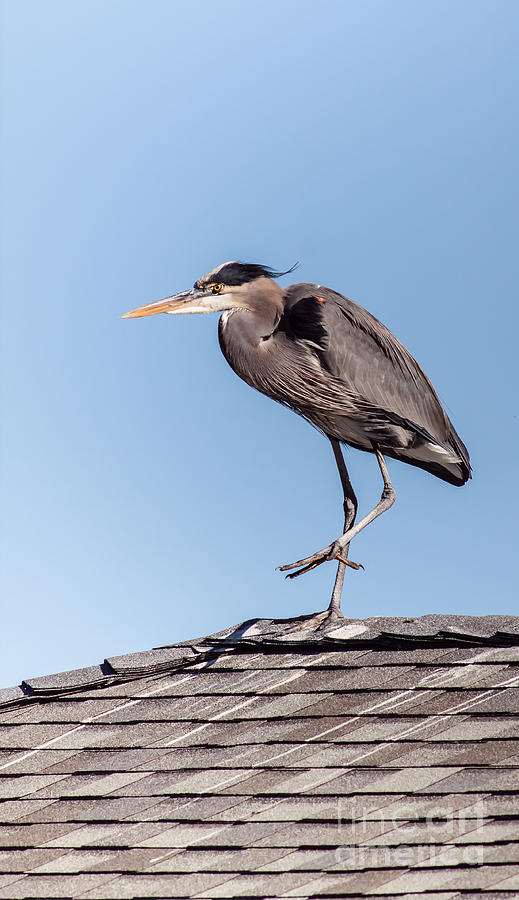 Heron Up On The Roof Photograph by Robert Frederick