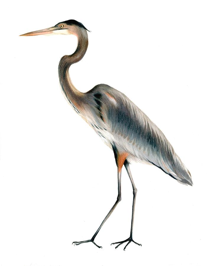 Heron Walking Drawing by Heather Mitchell