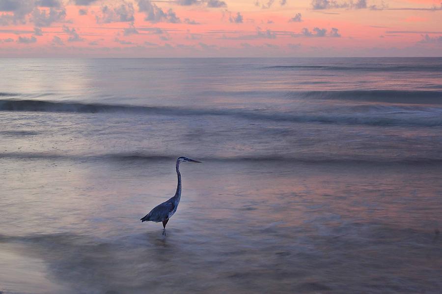 Heron Walking on a Pink Morning Digital Art by Michael Thomas
