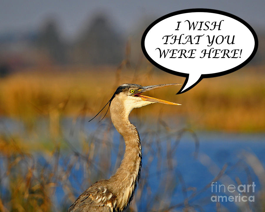 Heron Photograph - Heron Wish You Were Here Card by Al Powell Photography USA