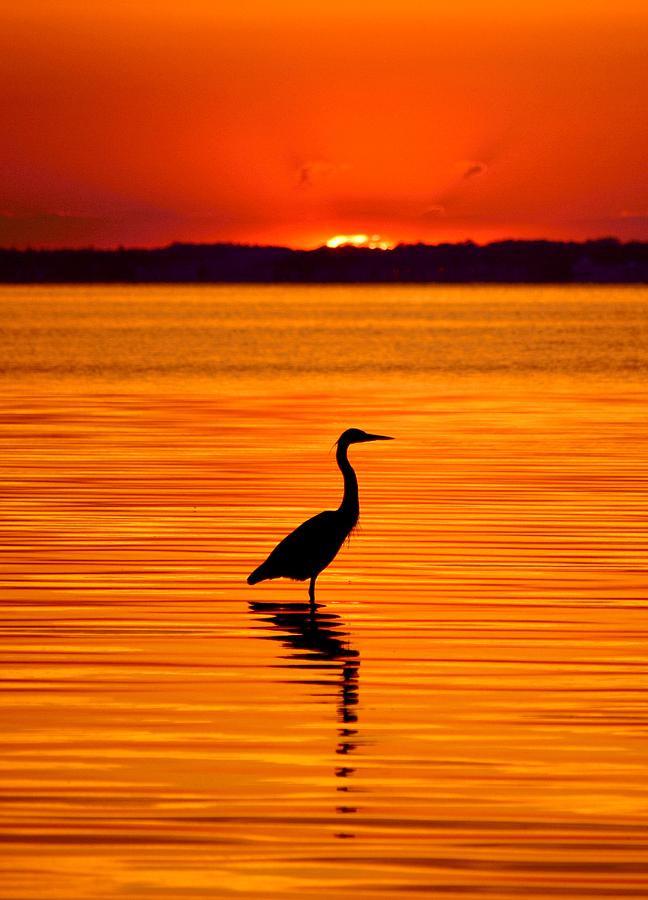 Paradise Photograph - Heron with Burnt Sienna Sunset by Billy Beck