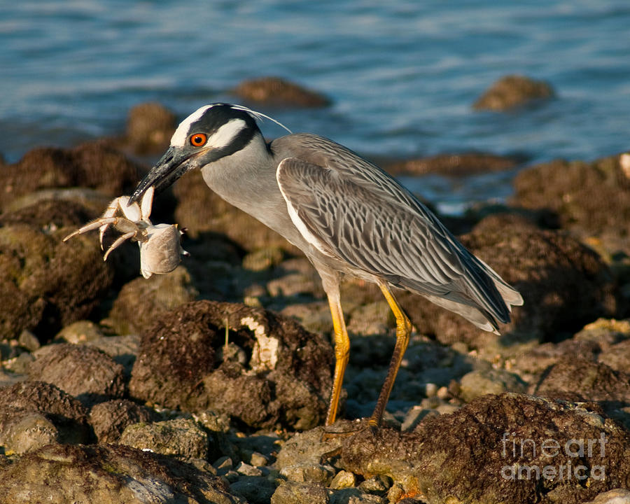 Heron with Crab Photograph by Stephen Whalen
