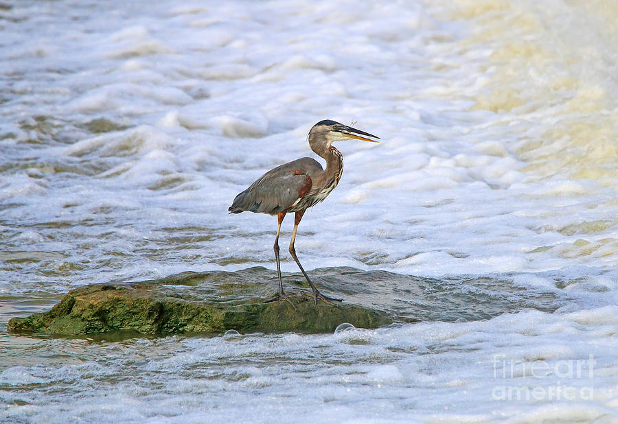 Heron with Fish 5283 Photograph by Jack Schultz