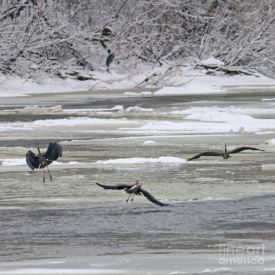 Herons 7253 Photograph by Jack Schultz