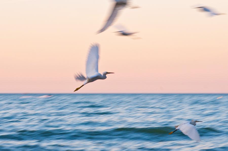 Beach Photograph - Herons flying over the sea by Jose Maciel Beach Photograph - Herons flying over the sea by Jose Maciel