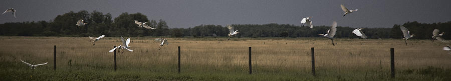 Herons In Flight Photograph
