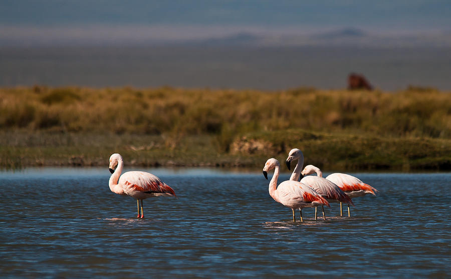 Flamingo Photograph - Flamingos in Patagonia by Carlos V Bidart