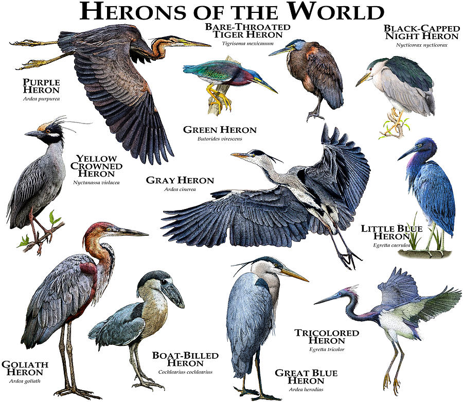 Herons Of The World Photograph by Roger Hall