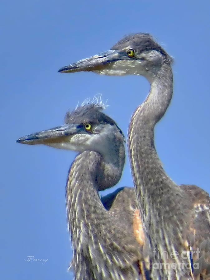 Herons on the Lookout Photograph by Jennie Breeze