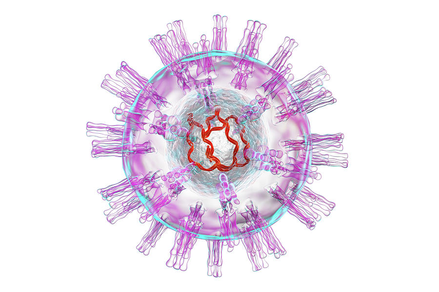 3 Dimensional Photograph - Herpes Simplex Virus by Kateryna Kon/science Photo Library