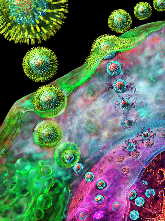 Herpes Virus Replicating Photograph by Science Photo Library Herpes Virus Replicating Photograph by Science Photo Library