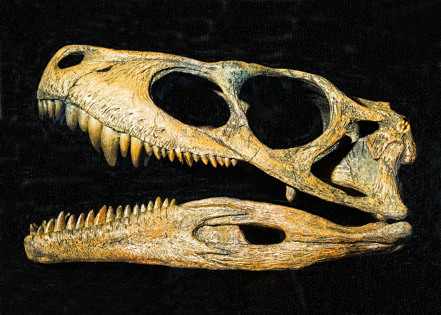 Herrerasaurus Dinosaur Skull Photograph by Millard H. Sharp