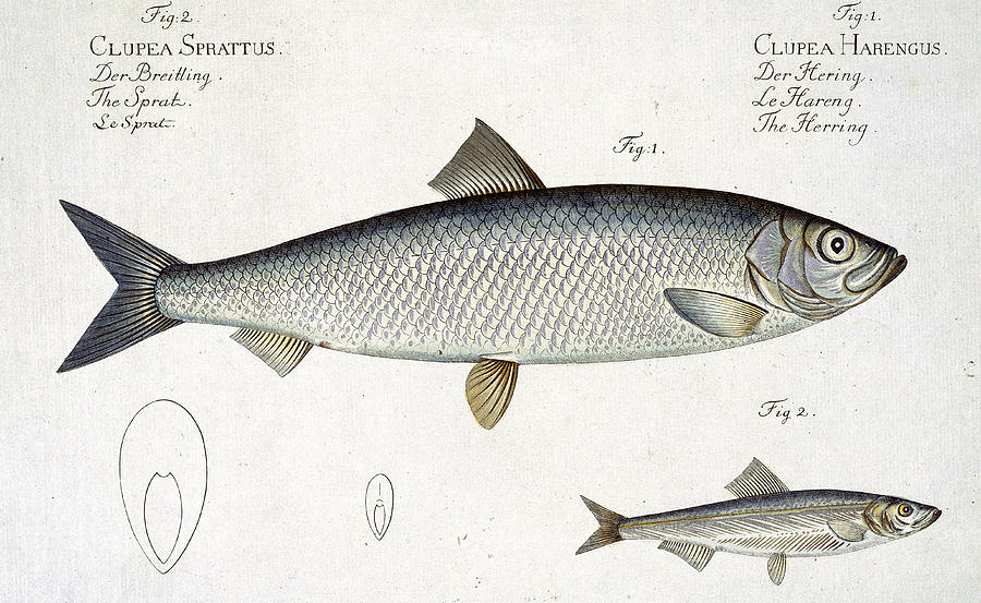 Hering Drawing - Herring And Sprat Plate Xxix by Andreas-Ludwig Kruger