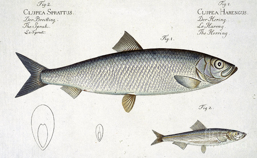 Andreas Ludwig Kruger Drawing - Herring by Andreas Ludwig Kruger by Andreas Ludwig Kruger