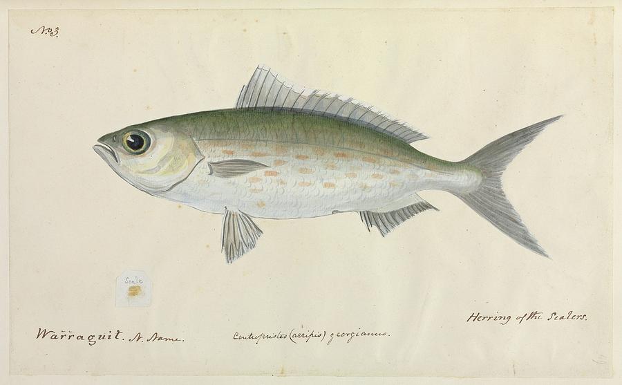 Fish Photograph - Herring Fish by Natural History Museum, London/science Photo Library