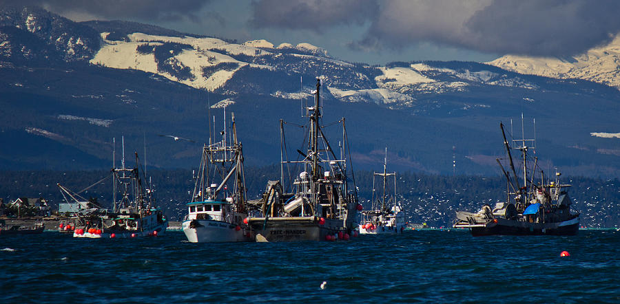Herring Fishery Photograph by Randy Hall