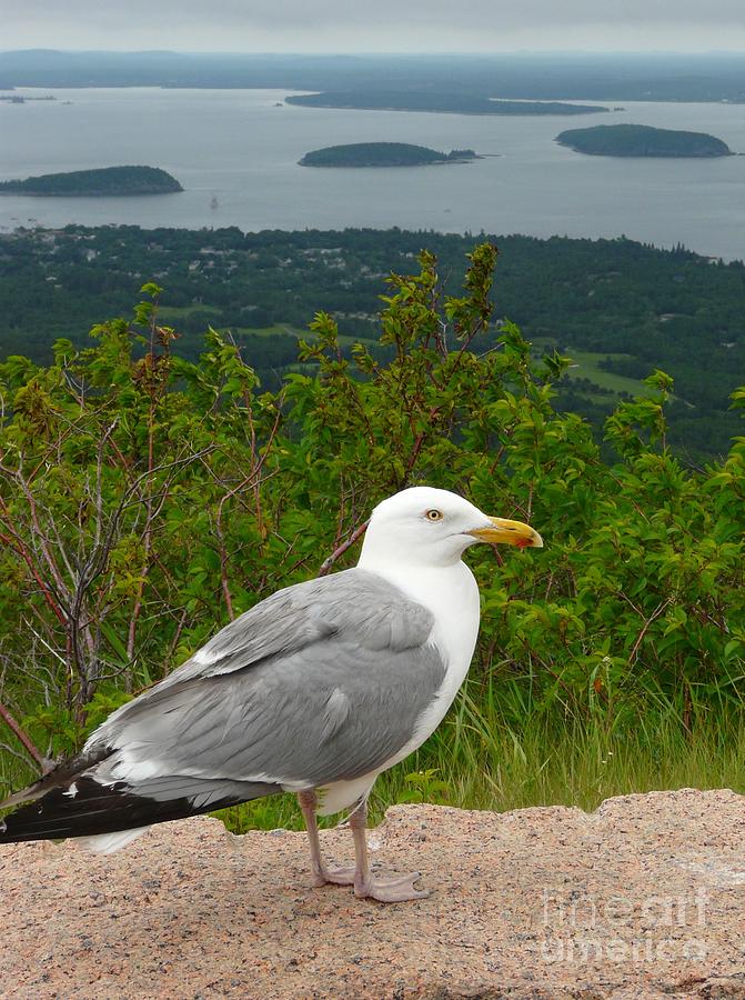 Acadia National Park Photograph - Herring Gull above Porcupine Islands by Christine Stack