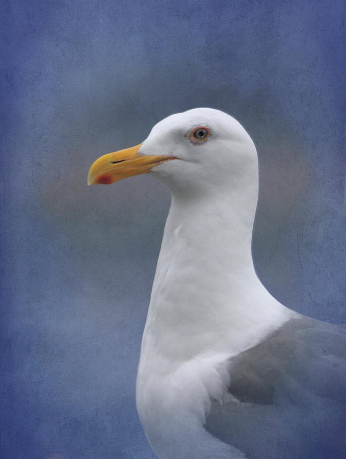 Wildlife Photograph - Herring Gull by Angie Vogel