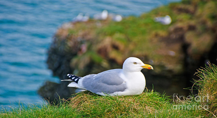 Herring Gull at Rest Photograph by Chris Thaxter